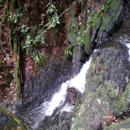 HUTAN DESA PUNDJUNG BATARA 